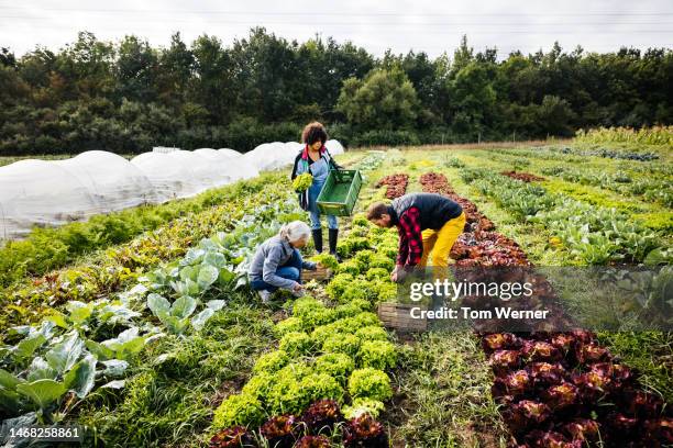 family harvesting organic crops on farm - organic farm ストックフォトと画像