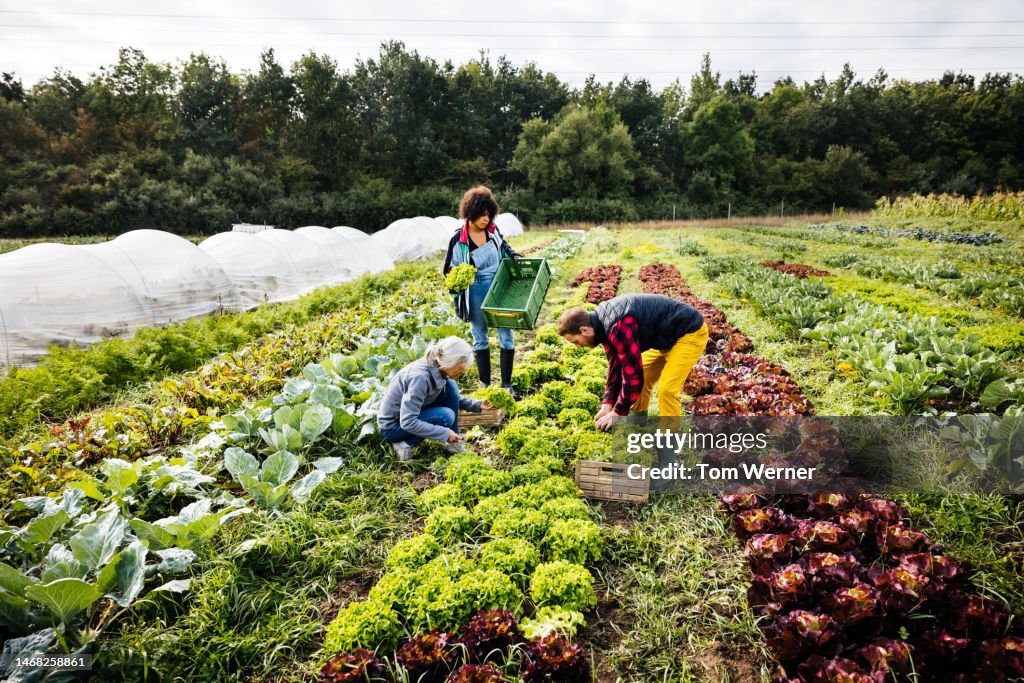 Family Harvesting Organic Crops On Farm