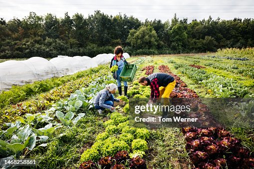 Family Harvesting Organic Crops On Farm Family Harvesting Organic Crops On Farm