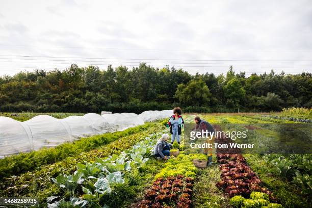 organic farmers harvesting by hand - atividade agrícola - fotografias e filmes do acervo