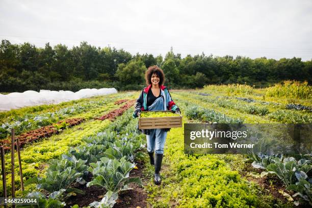 woman carrying crate of harvested vegetables - farm woman fotografías e imágenes de stock