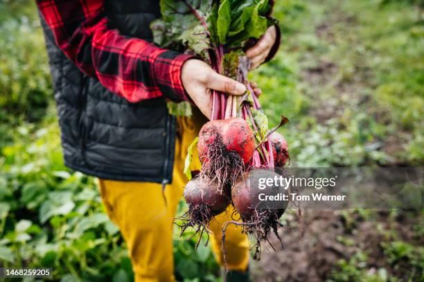 close up of freshly harvested organic beetroot - beetroot stock pictures, royalty-free photos & images