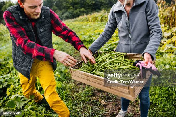two farmers harvesting organic green beans - green bean stock pictures, royalty-free photos & images