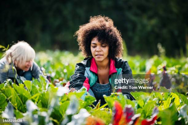 two women kneeling in field tending to organic crops - old trying to look young stock pictures, royalty-free photos & images