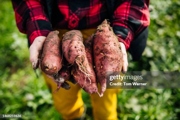close up of farmer holding sweet potatoes - zoete aardappel stockfoto's en -beelden