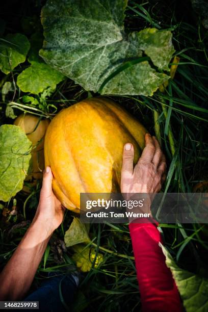 aerial view of large organic pumpkin - big tom stock-fotos und bilder