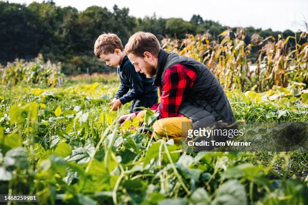 farmer working on plot with young son - side view vegetable garden stock pictures, royalty-free photos & images
