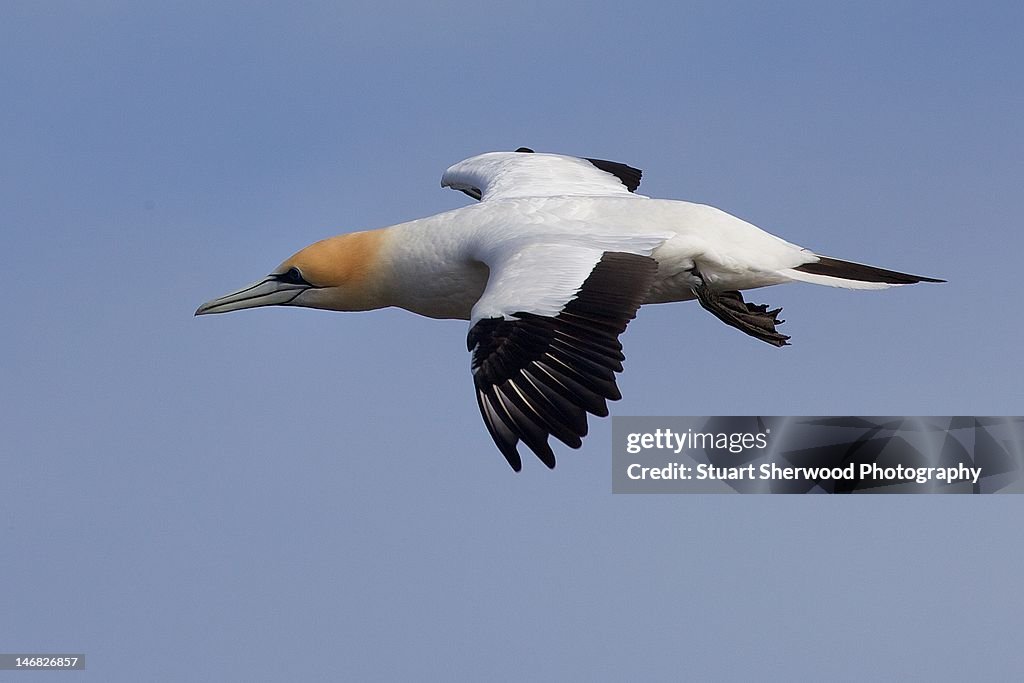 Gannet at muriwai beach