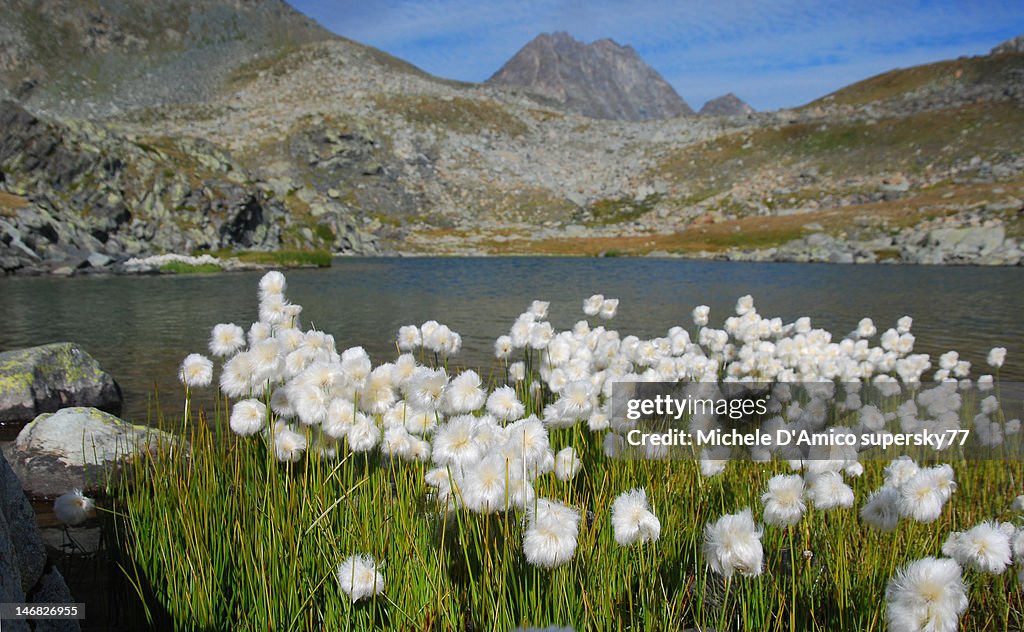 Cottonflower Near River