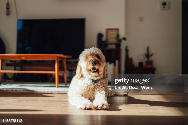 a cute goldendoodle dog lying down on the floor in the living room - portrait looking down stock pictures, royalty-free photos & images