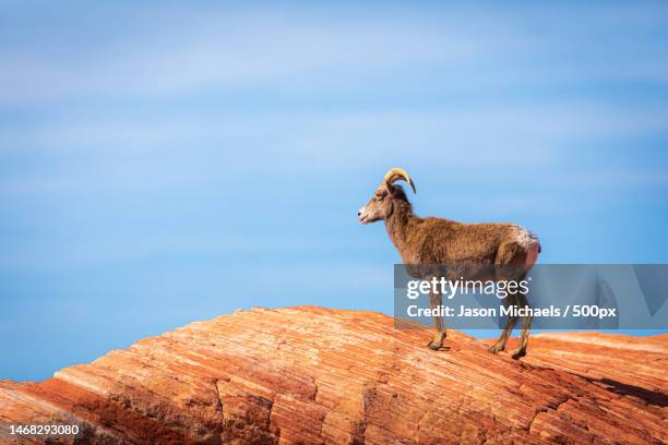 big horned sheep enjoying the view,nevada,united states,usa - dickhornschaf stock-fotos und bilder