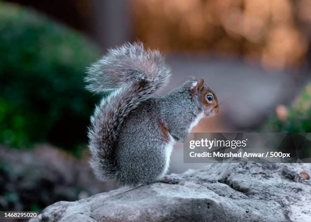 close-up of gray american red squirrel on rock - gray squirrel foto e immagini stock