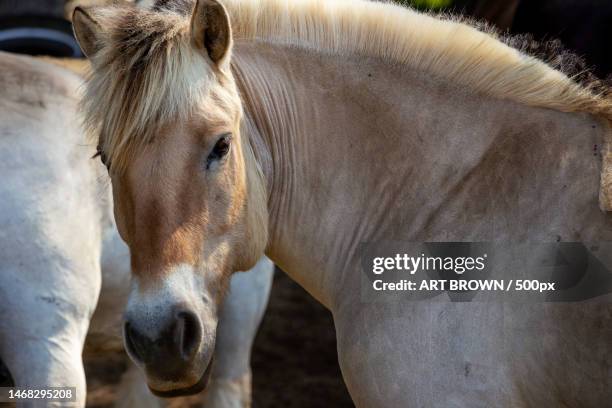 close-up of przewalski standing on field,hawaii,united states,usa - przewalski horses equus przewalskii stock pictures, royalty-free photos & images