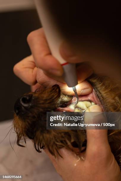 ultrasonic teeth cleaning for a dog,russia - dog tartar stock pictures, royalty-free photos & images