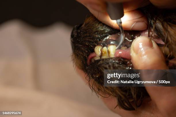 ultrasonic teeth cleaning for a dog,russia - dog tartar stock pictures, royalty-free photos & images