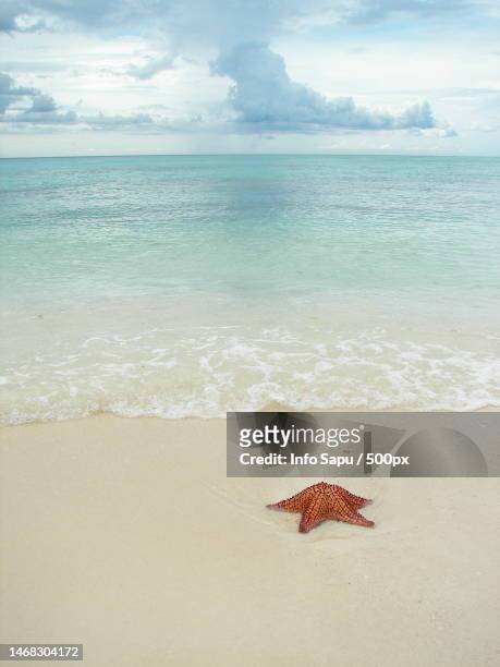 scenic view of sea against sky - starfish stock pictures, royalty-free photos & images