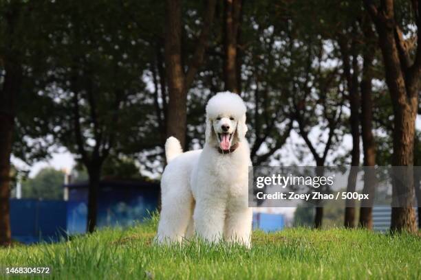 10,159 White Poodle Stock Photos, High-Res Pictures, and Images