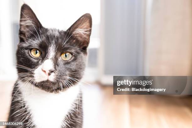 1,975 Animals Wearing Tuxedos Photos and Premium High Res Pictures - Getty Images 1,975 Animals Wearing Tuxedos Photos and Premium High Res Pictures - Getty Images