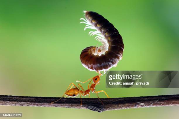close-up of an ant on a branch carrying millipede prey, indonesia - ameise stock-fotos und bilder