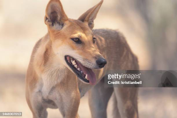 546 Australia Animal Dingo Photos and Premium High Res Pictures - Getty  Images