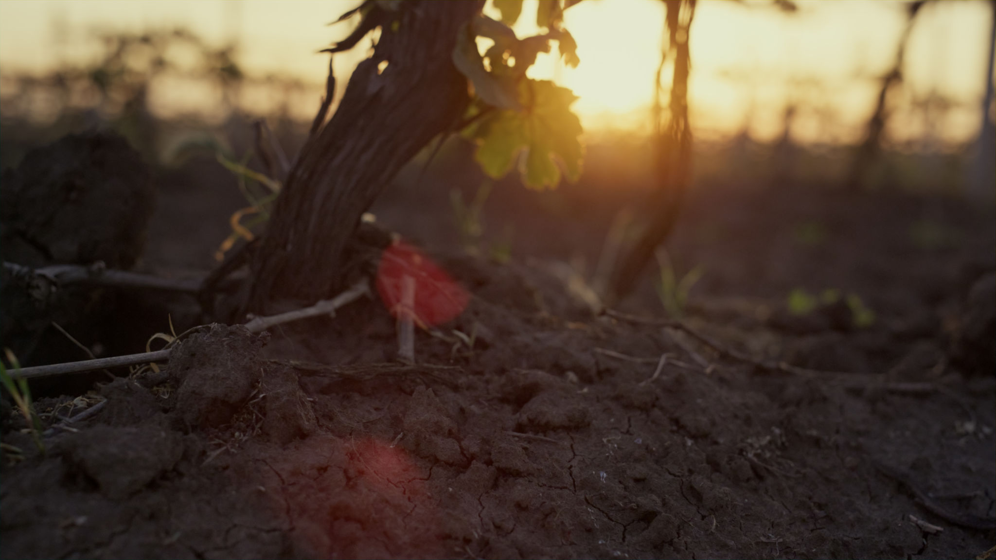 vineyard soil
