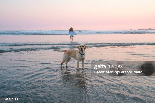 summer holiday beach getaway family time on the coast - eco tourism stock pictures, royalty-free photos & images