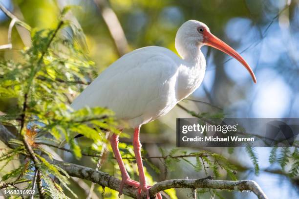 weißer ibis in zypresse - ibis stock-fotos und bilder