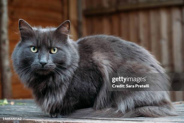 cat looking at camera in the garden - cat outside stock pictures, royalty-free photos & images