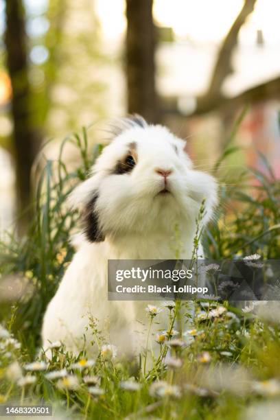 629 White Rabbit Standing Stock Photos, High-Res Pictures, and Images ...