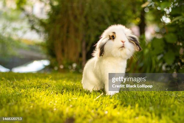 simpatico coniglio bianco sull'erba, guardando dritto. - coniglio foto e immagini stock