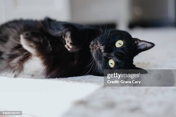 black cat relaxes in sunny spot - fur rug stock pictures, royalty-free photos & images