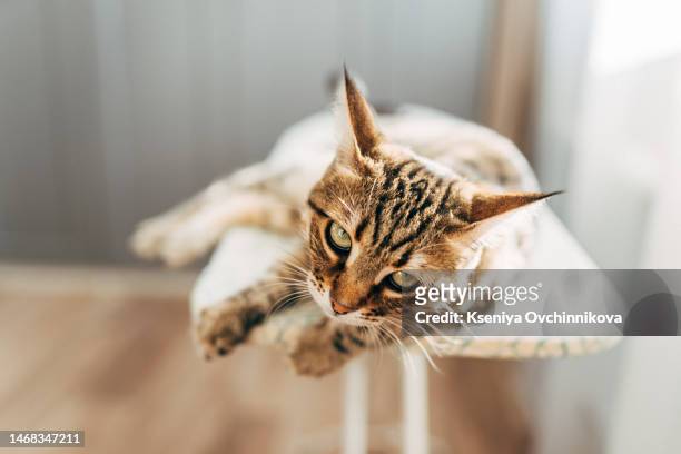 cat relaxing on the ironing board - cat bored stock pictures, royalty-free photos & images