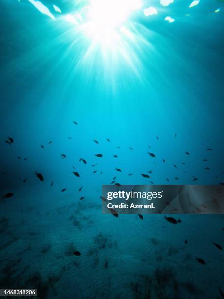 blue sea with tropical fishes moving around - fundo do mar imagens e fotografias de stock