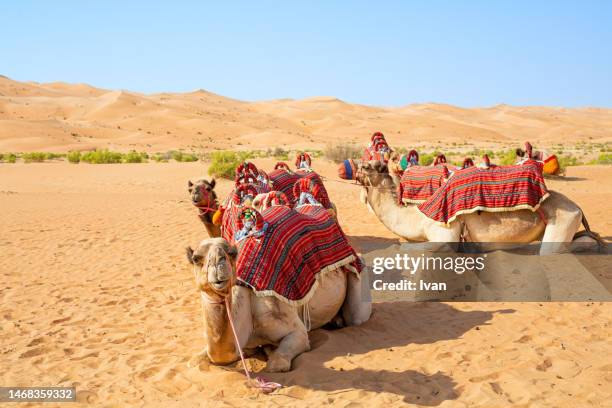 tourst of  camel caravan lay on desert - uae heritage stock pictures, royalty-free photos & images