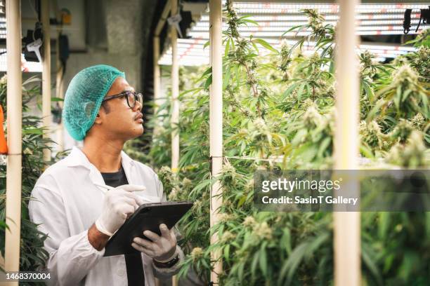 cannabis farm, professional researchers working in a hemp field. - cannabis business stock pictures, royalty-free photos & images
