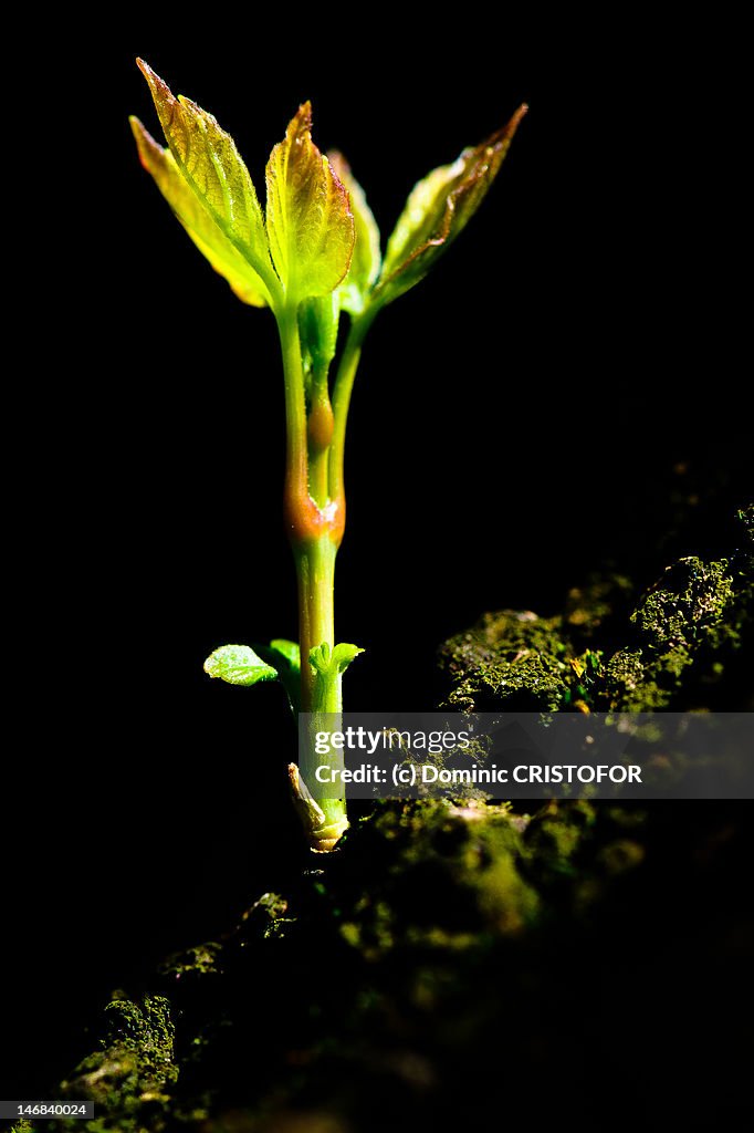 Baby tree-branch