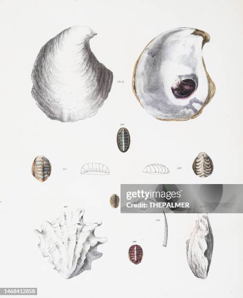 ilustrações, clipart, desenhos animados e ícones de cromolitografia de pérolas de ostras 1843 - oyster shell