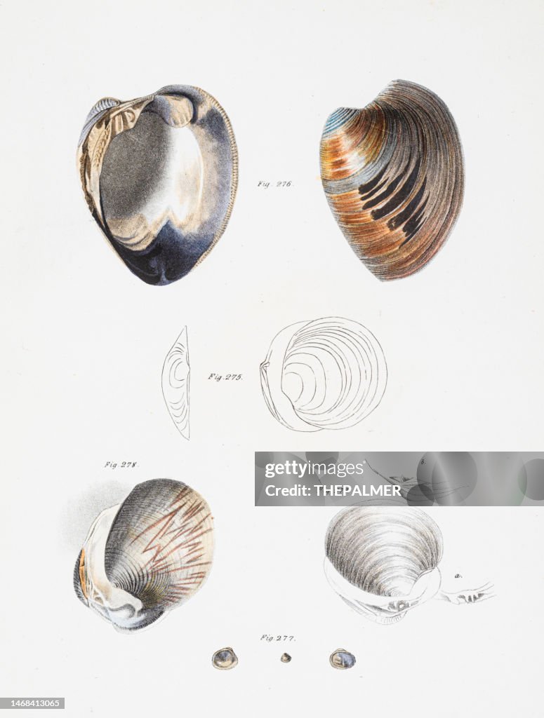 Mussels clams oysters chromolithograph 1843