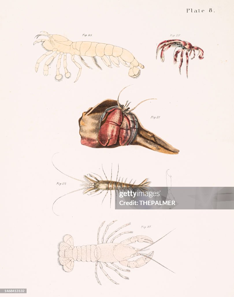 Shrimp and langoustine chromolithograph 1843
