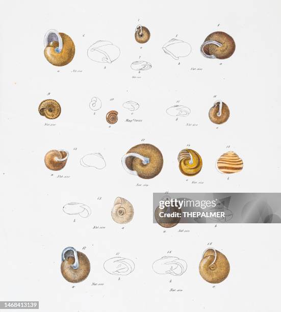 mollusk and conch chromolithograph 1843 - conch stock illustrations