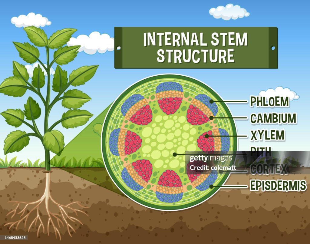 Stem Struture Internal Structure Of Stem Diagram High-Res Vector Graphic - Getty Images