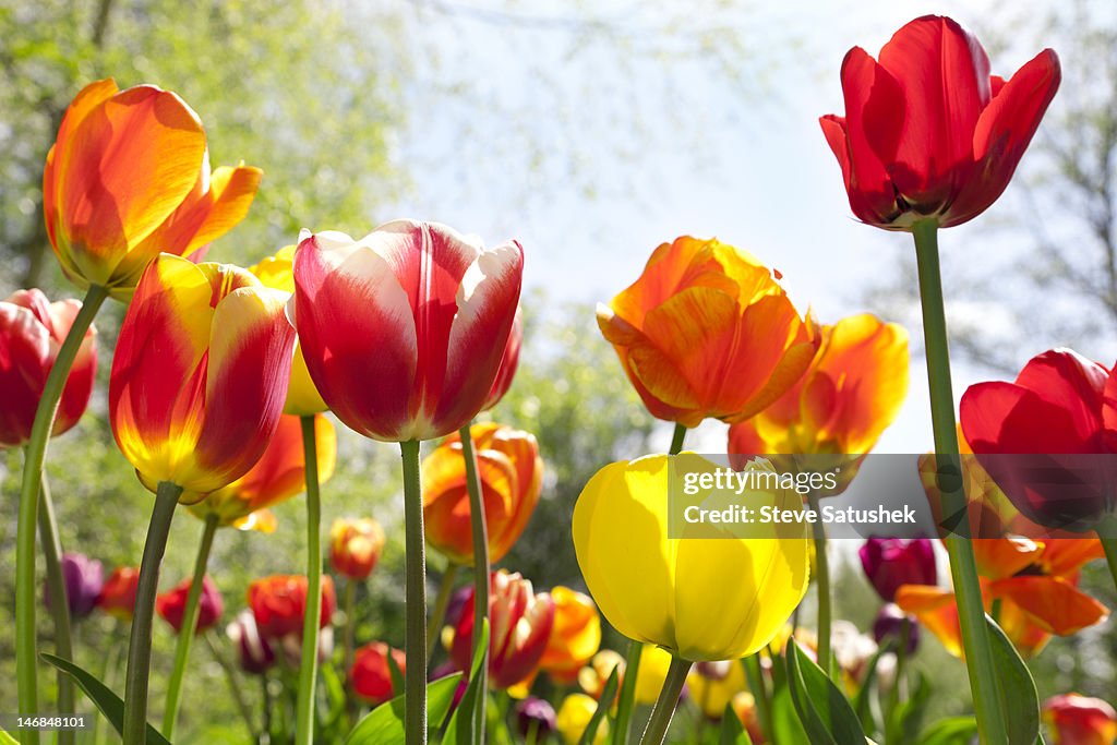 Tulip (Tulipa gesneriana) garden