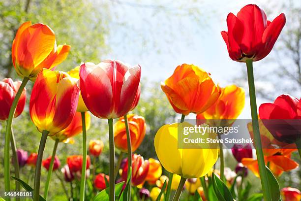 tulip (tulipa gesneriana) garden - spring flowers stock pictures, royalty-free photos & images