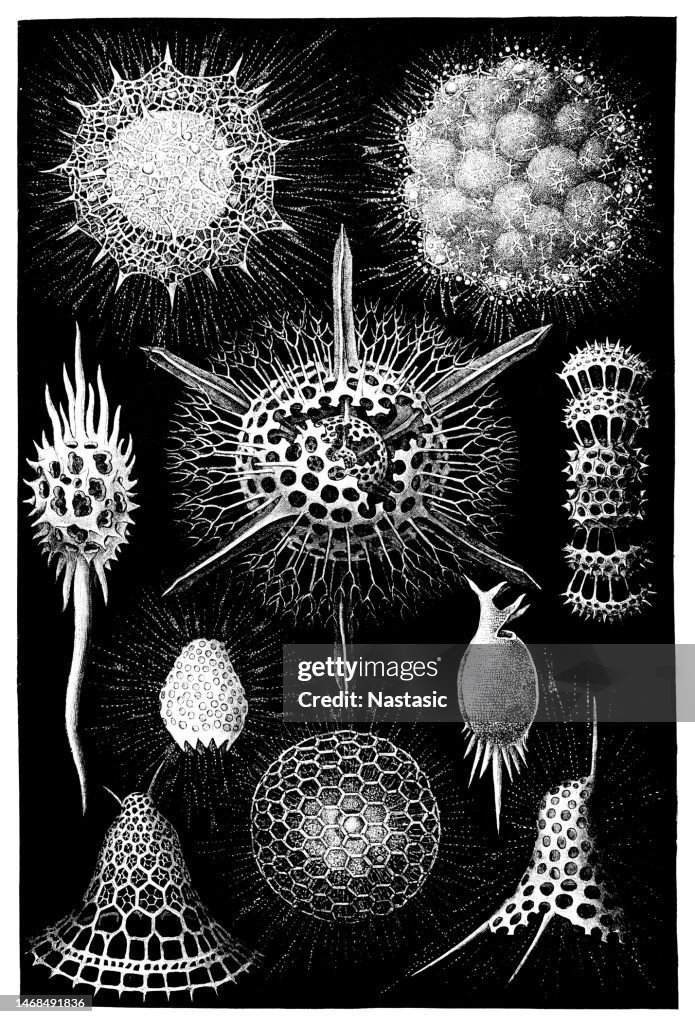 The Radiolaria, also called Radiozoa, are protozoa of diameter 0.1–0.2 mm that produce intricate mineral skeletons