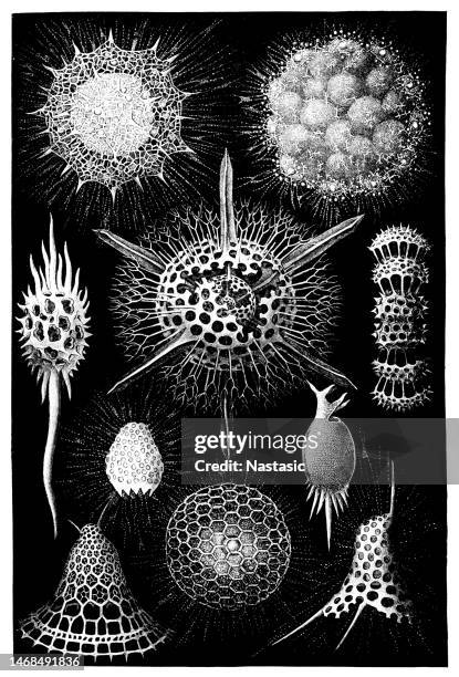 the radiolaria, also called radiozoa, are protozoa of diameter 0.1–0.2 mm that produce intricate mineral skeletons - radiolaria stock illustrations