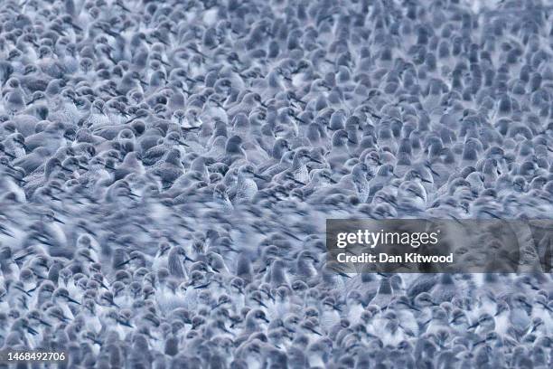 Thousands of knot gather on a lagoon during the 'Snettisham Spectacular' on February 22, 2023 in Snettisham, Norfolk. The so called 'Snettisham...