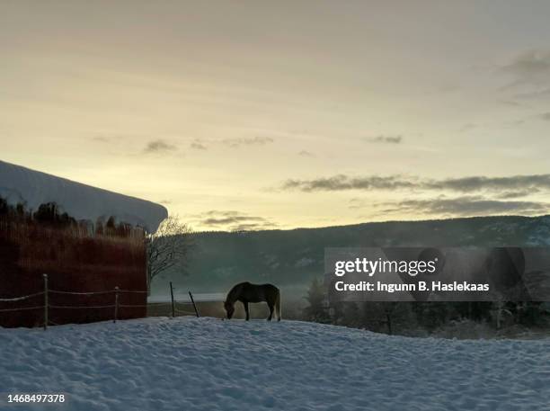 winter landscape at dusk. horse in front of building. frost smoke. - telemark foto e immagini stock