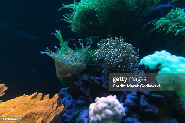 coral reef, soft and hard corals, coral reef in aquarium. naso tang fish - blue tang fish stock-fotos und bilder