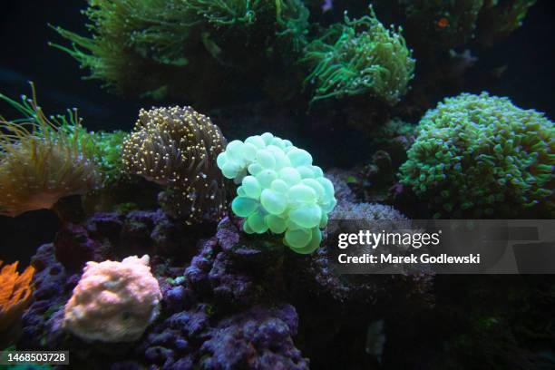 coral reef, soft and hard corals, coral reef in aquarium. naso tang fish - motion sickness stock pictures, royalty-free photos & images