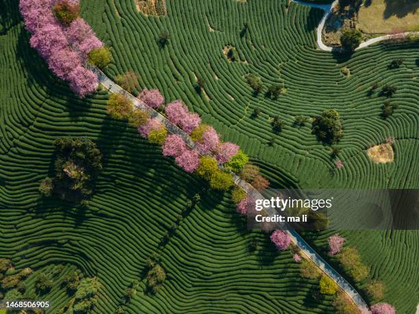 vista aérea de cherry organic tea mountain - jardín japonés fotografías e imágenes de stock